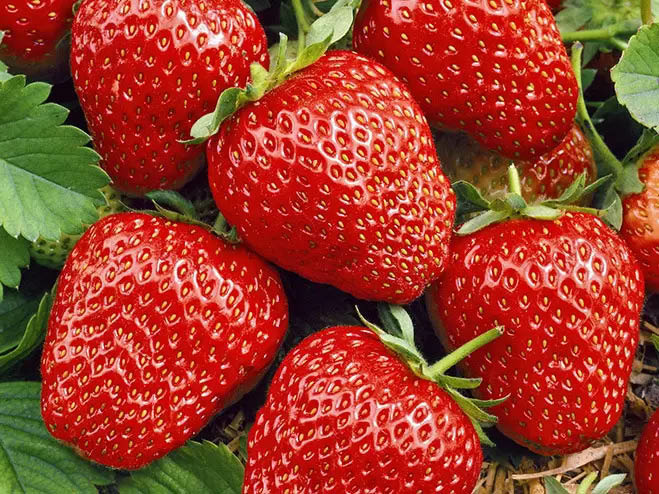Erdbeere Lambada