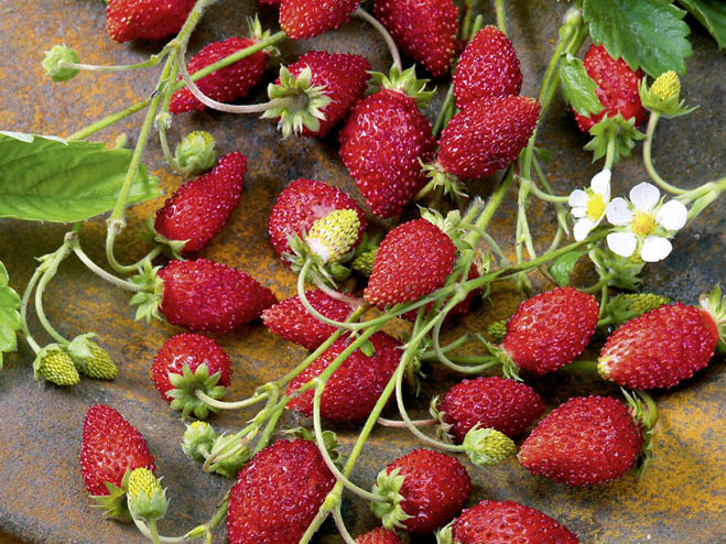 Erdbeere Waldfrucht