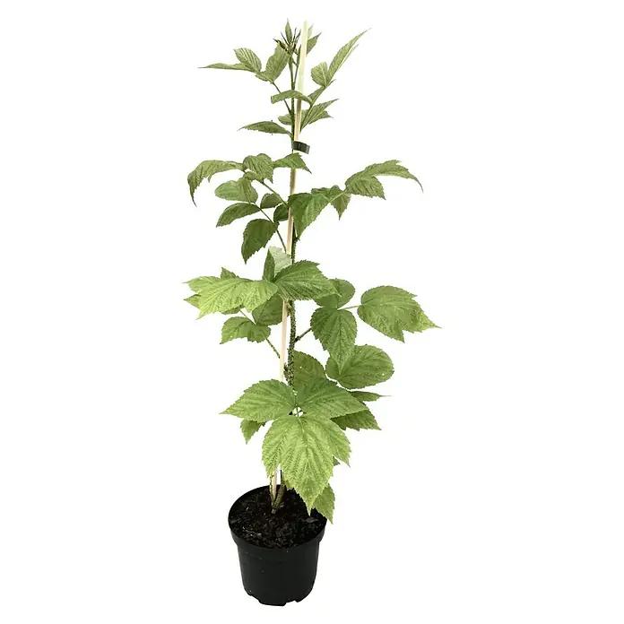 Himbeere TulaMagic - Rubus idaeus TulaMagic, Erntezeit: Juni - Ein junger Himbeerstrauch im Topf, gestützt von einem Holzstab, mit frischen grünen Blättern.