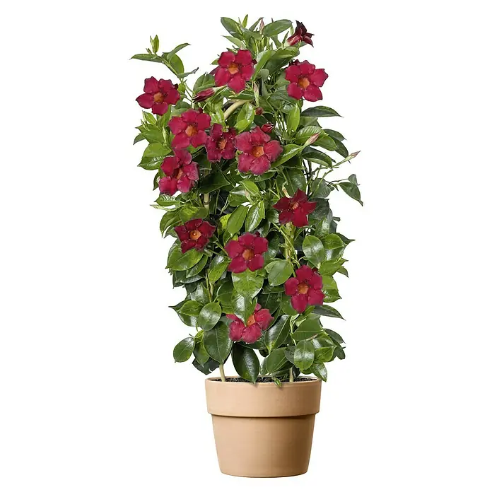 Deroma Pflanztopf Perfetto - Außenmaß (Ø x H): 24 x 19,7 cm, Naturmaterialien, Waschweiß/Terracotta - Mandevilla im Terrakottatopf mit prächtigen, tiefroten Blüten und sattgrünen Blättern, die eine lebendige und natürliche Schönheit ausstrahlen.