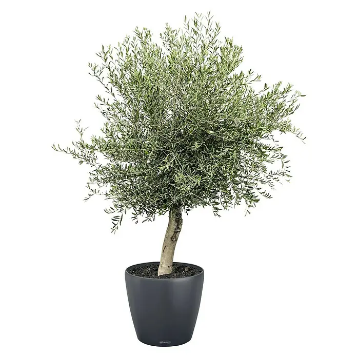 Lechuza Classico Pflanzkübel rund Color - Außenmaß (Ø x H): 60 x 55,5 cm, Kunststoff, Schiefergrau - Kompakter Olivenbaum im grauen Topf, ideal für Innenräume, mit filigranen Blättern, die eine elegante Note verleihen.