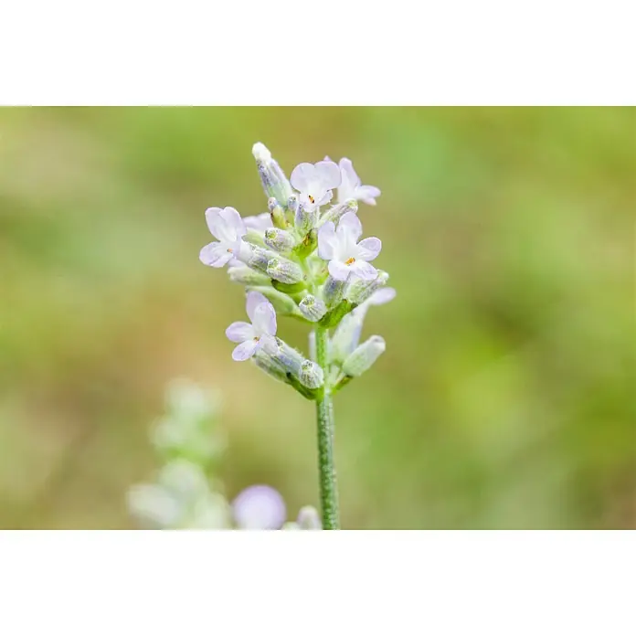 Piardino Lavanda - Lavandula angustifolia 'Hidcote', Violeta - Primer plano de una flor de lavanda en flor con delicadas flores púrpuras y un tallo verde sobre un fondo natural borroso.