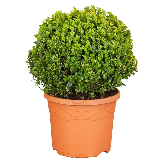 Piardino Buchsbaum - Buxus sempervirens, Topfvolumen: 5 l - Attraktiver, grüner Buchsbaum in einem Terrakotta-Topf. Der Buchsbaum hat eine runde Form und das Gefäß hat ein dekoratives Muster.