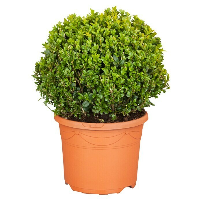 Piardino Buchsbaum (Buxus sempervirens, Topfgröße: 5 l, Kugel)