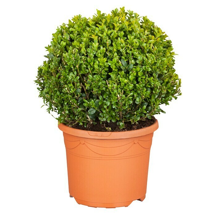 Piardino BuchsbaumBuxus sempervirens, Topfvolumen: 5 l Front View