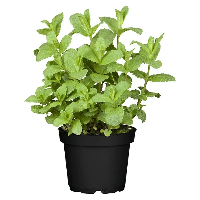 Piardino Pfefferminze - Mentha x piperita - Ein frischer Minztopf in einem schwarzen Topf, ideal für Küche oder Garten, sorgt für einen aromatischen Touch.