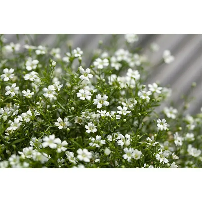Piardino Ilusión - Gypsophila muralis, Tamaño de maceta: 13 cm, Blanco - Primer plano de delicadas flores de paniculata, que muestran sus pétalos blancos y tallos verdes con un encanto suave y elegante.