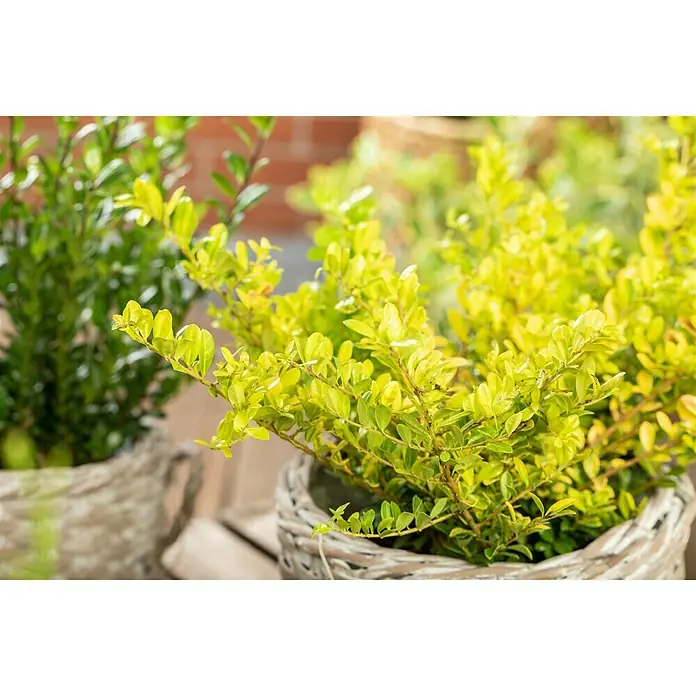 Piardino Bergilex - Ilex crenata 'Golden Gem', Topfgröße: 17 cm - Nahaufnahme von zwei Buchsbaumpflanzen in geflochtenen Körben, die eine schöne Dekoration für jeden Raum darstellen.