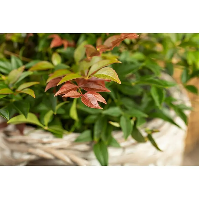 Piardino Himmelsbambus - Nandina domestica - Nahaufnahme einer Pflanze mit grünen und roten Blättern in einem geflochtenen Korb, die eine natürliche und dekorative Note verleiht.