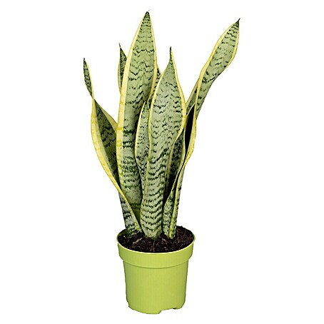 Piardino Bogenhanf (Sansevieria trifasciata, Topfgröße: 12 cm, Blattfarbe: Gelb-Grün)