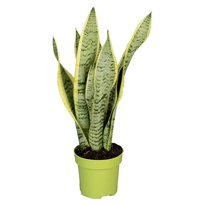 Piardino Bogenhanf - Sansevieria trifasciata, Topfgröße: 12 cm, Blattfarbe: Gelb-Grün - Eine Sansevieria trifasciata 'Laurentii' Zimmerpflanze in einem hellgrünen Topf mit dunkler Erde, isoliert auf einem schwarzen Hintergrund.