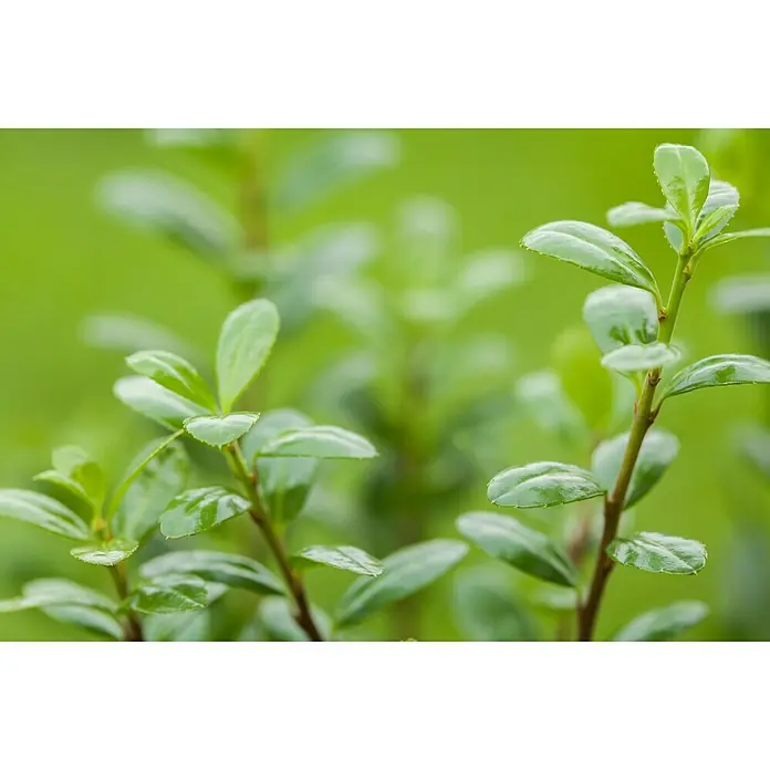 Piardino Japan-Stechpalme - Ilex crenata, Topfgröße: 11 cm - Nahaufnahme von glänzendem, grünem Buschwerk, das üppiges, frisches Wachstum und die lebendige Textur der Blätter hervorhebt.