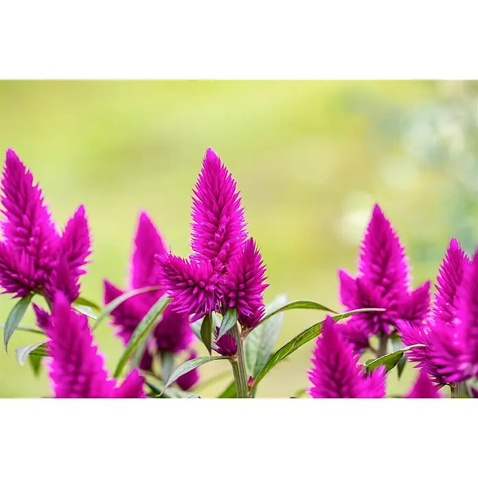 Piardino Celosia argentea - Celosia argentea var. plumosus, Tamaño de maceta: 14 cm - Primer plano de flores de Celosia magenta, que ofrecen un toque único y vibrante a cualquier exhibición floral.