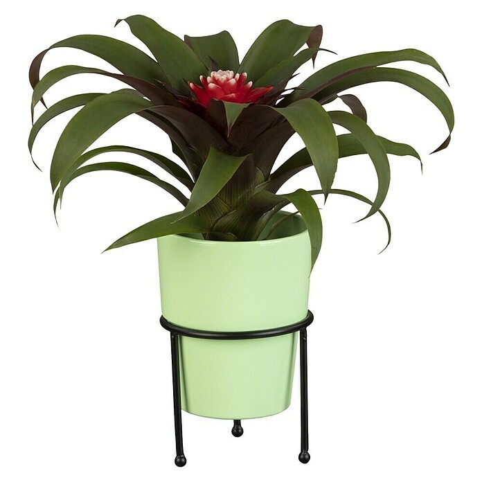 Piardino Bromelie (Bromelia, Topfgröße: 10 cm, Sortenabhängig) | BAUHAUS