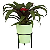 Piardino Bromelie (Bromelia, Topfgröße: 10 cm, Sortenabhängig) | BAUHAUS