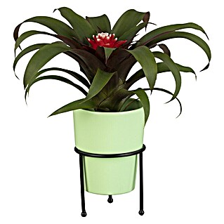 Piardino Bromelia (Bromelia Hybriden, Tamaño de maceta: 10 cm, Dependiendo de la variedad)