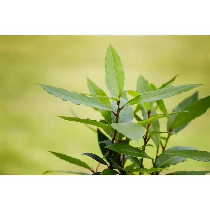 Blu Bio Lorbeer - Laurus nobilis, Topfgröße: 12 cm - Nahaufnahme eines Lorbeerbaums mit seinen grünen Blättern, die sich sanft im Licht wiegen. Ideal für Kräuterliebhaber und Küchenchefs.