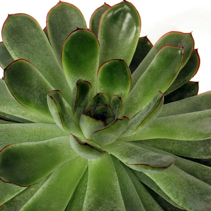Piardino EcheverieEcheveria pulidonis, Topfgröße: 12 cm, Grün/Grau/Rot - Nahaufnahme einer Echeveria agavoides 'Lipstick', einer Sukkulente mit grünen Blättern und roten Rändern.