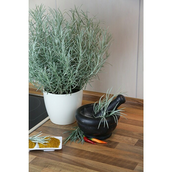Blu Bio Currykraut Bio (Helichrysum angustifolia) | BAUHAUS