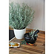 Piardino Currykraut (Topfgröße: 12 cm)