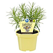 Piardino Currykraut (Topfgröße: 12 cm)