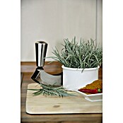 Piardino Currykraut (Topfgröße: 12 cm)