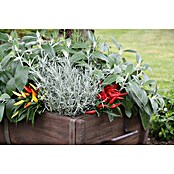 Piardino Currykraut (Topfgröße: 12 cm)