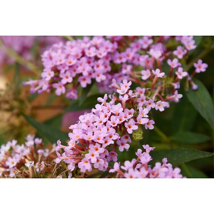 Ziersträucher-Set Schmetterlingsflieder Duett (Buddleja davidii Summer Lounge ®, 2 Stk.) | BAUHAUS