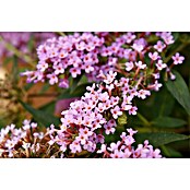 Ziersträucher-Set Schmetterlingsflieder Duett (Buddleja davidii Summer Lounge ®, 2 Stk.) | BAUHAUS