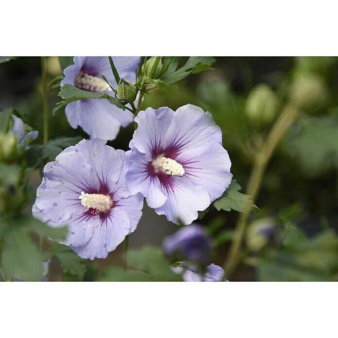 Ziersträucher-Set Blütentraum lila (Buddleja davidii & Hibiscus syriacus, 2 Stk.) | BAUHAUS