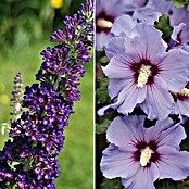 Ziersträucher-Set Blütentraum lila (Buddleja davidii & Hibiscus syriacus, 2 Stk.) | BAUHAUS