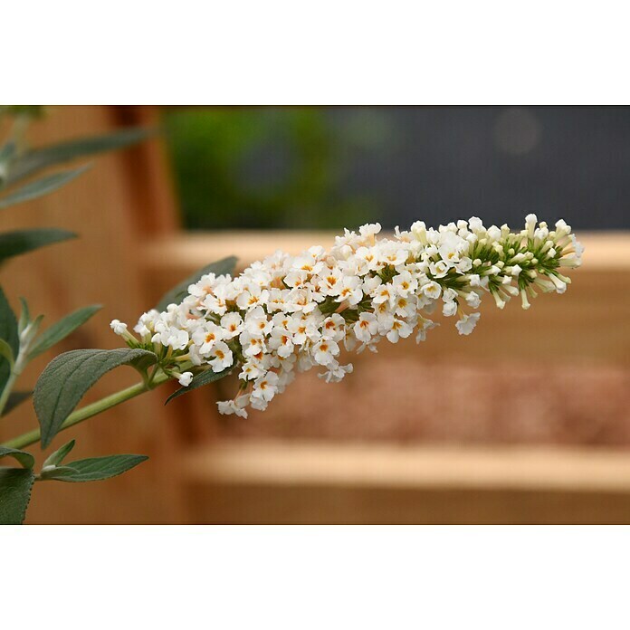 Ziersträucher-Set Schmetterlingsflieder Duett (Buddleja davidii Summer Lounge ®, 2 Stk.) | BAUHAUS