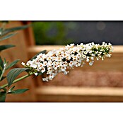 Ziersträucher-Set Schmetterlingsflieder Duett (Buddleja davidii Summer Lounge ®, 2 Stk.) | BAUHAUS