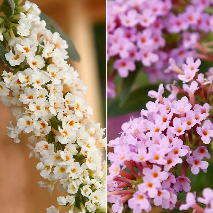 Ziersträucher-Set Schmetterlingsflieder Duett (Buddleja davidii Summer Lounge ®, 2 Stk.) | BAUHAUS