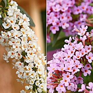 Ziersträucher-Set Schmetterlingsflieder Duett (Buddleja davidii Summer Lounge ®, 2 Stk.)