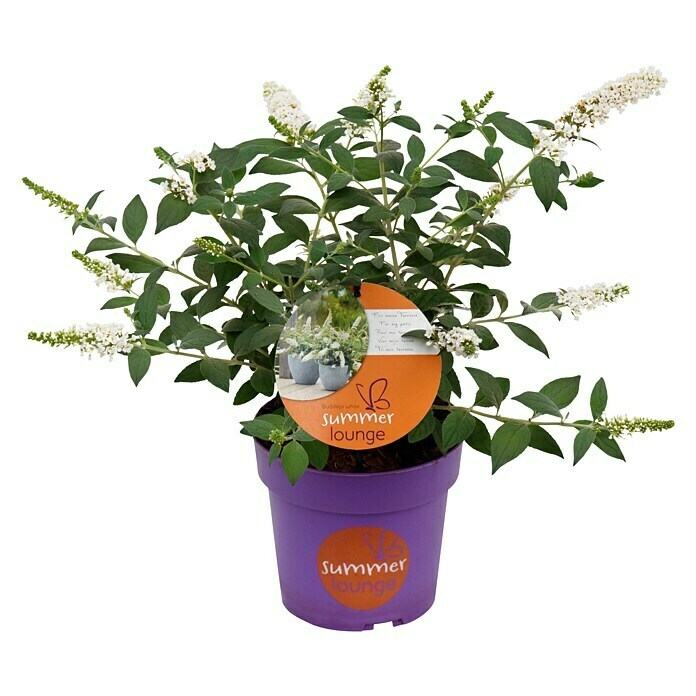 Ziersträucher-Set Schmetterlingsflieder Duett (Buddleja davidii Summer Lounge ®, 2 Stk.) | BAUHAUS