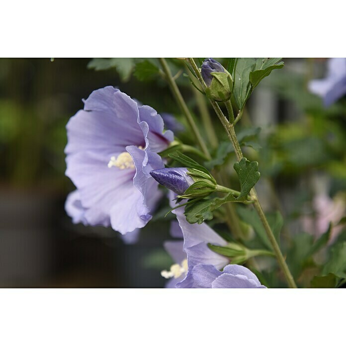 Ziersträucher-Set Blütentraum lila (Buddleja davidii & Hibiscus syriacus, 2 Stk.) | BAUHAUS