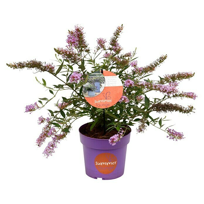 Ziersträucher-Set Schmetterlingsflieder Duett (Buddleja davidii Summer Lounge ®, 2 Stk.) | BAUHAUS