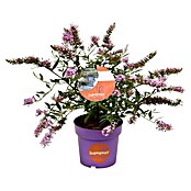 Ziersträucher-Set Schmetterlingsflieder Duett (Buddleja davidii Summer Lounge ®, 2 Stk.) | BAUHAUS