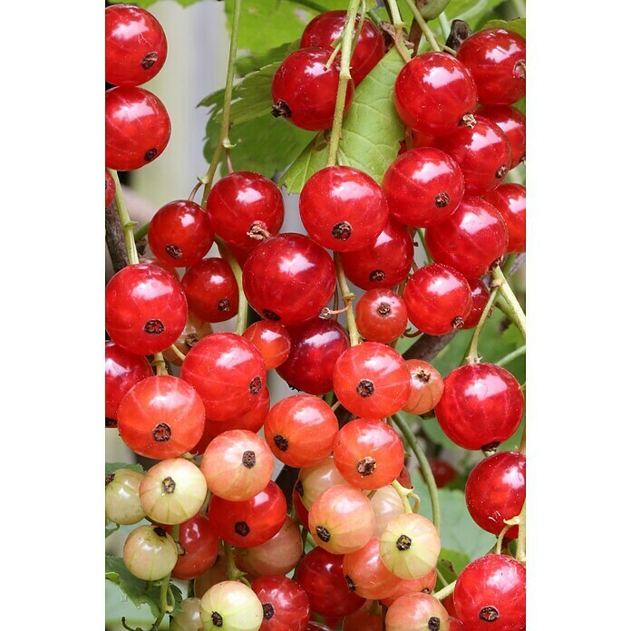 PflanzenSet Beerensträucher Superfruit (Beerenobst in Arten & Sorten