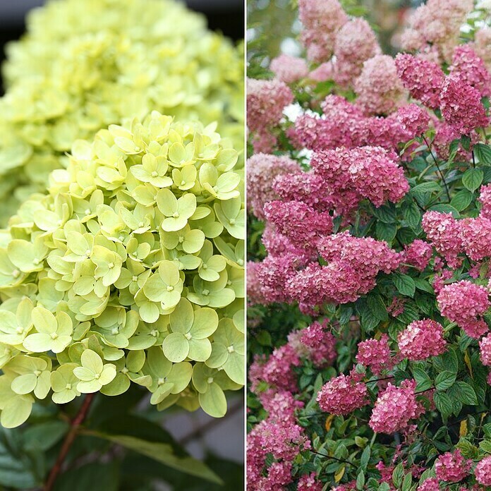 ZiersträucherSet HortensienFarbtraum (Hydrangea paniculata, 2 Stk