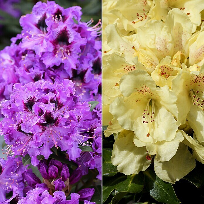 Ziersträucher-Set Rhododendron-Traum