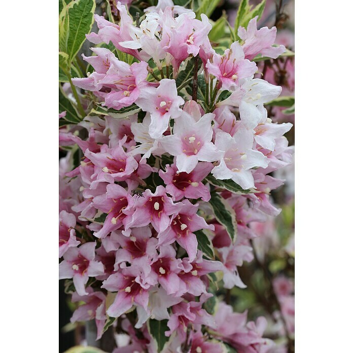 ZiersträucherSet FrühjahrsBlüher Mix (4 Stk.) BAUHAUS