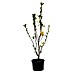 Magnolie Exklusiv 