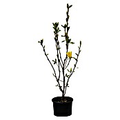 Magnolie Exklusiv (Magnolia in Sorten, zB. Genie, Daphne, etc.), Topfvolumen: 10 l) | BAUHAUS