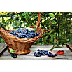 Apfelbeere (Aronia melanocarpa, Erntezeit: September, Topfvolumen: 3 l) | BAUHAUS