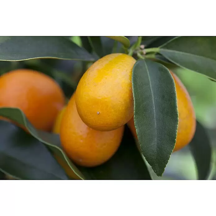 Piardino Zitronenbaum - Citrus lemon, Topfgröße: 20 cm - Mehrere leuchtend orangefarbene Kumquats hängen an einem belaubten grünen Ast, einige teilweise von dunkelgrünen Blättern verdeckt.