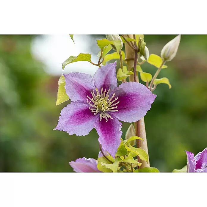 Piardino Waldrebe - Clematis 'Apple Blossom', Topfgröße: 17, Rosa/Weiß - Detailaufnahme