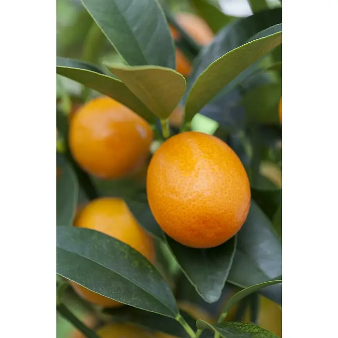 Kumquat - Citrus kumquat, Topfgröße: 20 cm - Nahaufnahme von leuchtend orangefarbenen Kumquats, die zwischen dem üppigen, grünen Laub eines Kumquatbaums hängen.