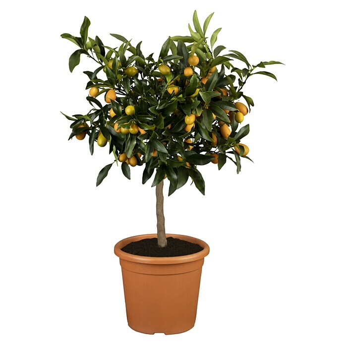 Kumquat (Citrus fortunella 'Kumquat', Topfgröße: 22 cm) | BAUHAUS